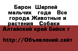 Барон (Шарпей), мальчик 3 года - Все города Животные и растения » Собаки   . Алтайский край,Бийск г.